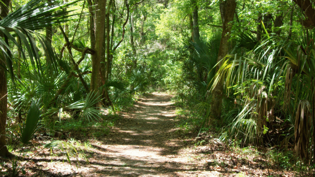 Unleashing the Power of Jungle Scout: A Comprehensive Guide to Amazon Success